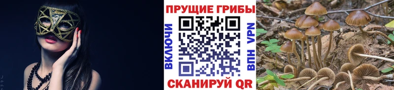 Галлюциногенные грибы Psilocybe  Купить закладки  Барнаул 